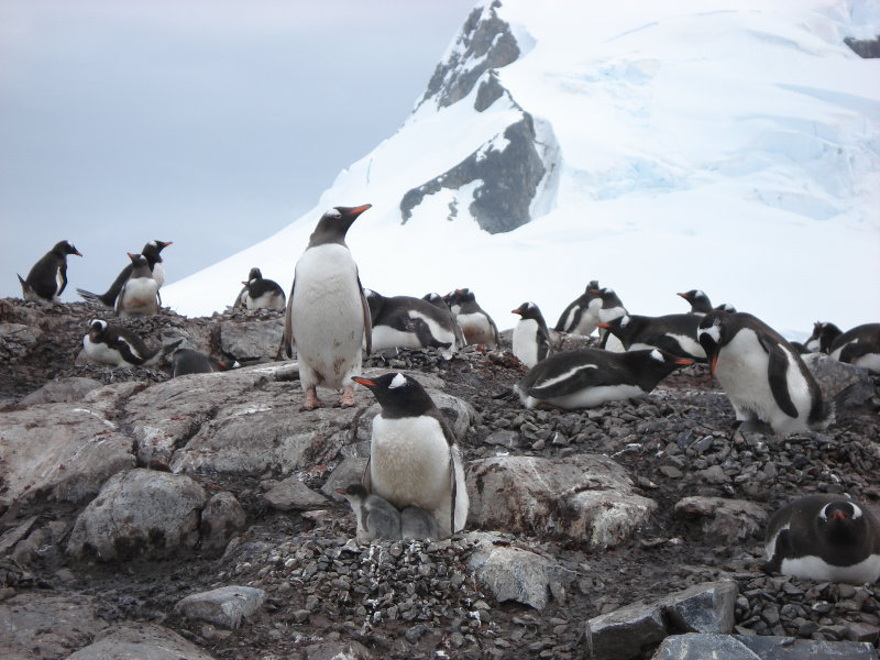 pinguine antarktis mario